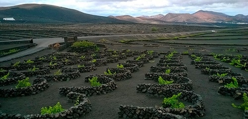 paisaje de La Geria