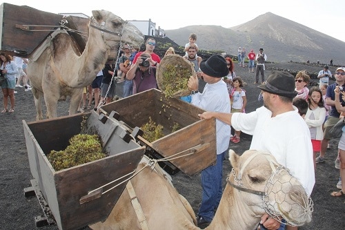 vendimia de lanzarote