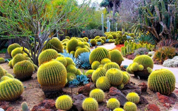 jardin de los cactus