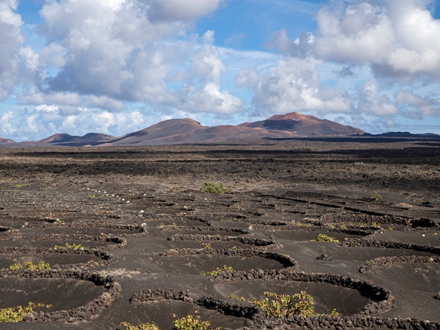 vino lanzarote