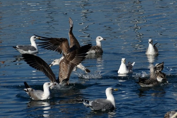 Best places to watch birds in Spain