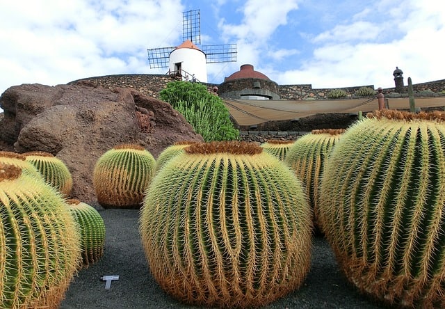 cactus en lanzarote