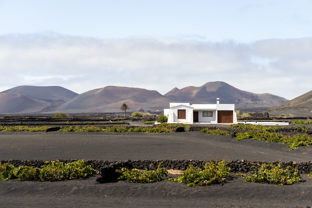 viñedo en lanzarote