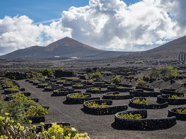 wine tours lanzarote tours vino lanzarote