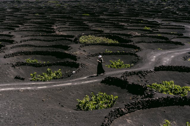 cultivos en lanzarote